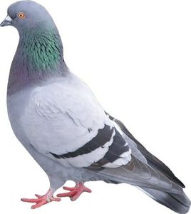 google_pigeon_update