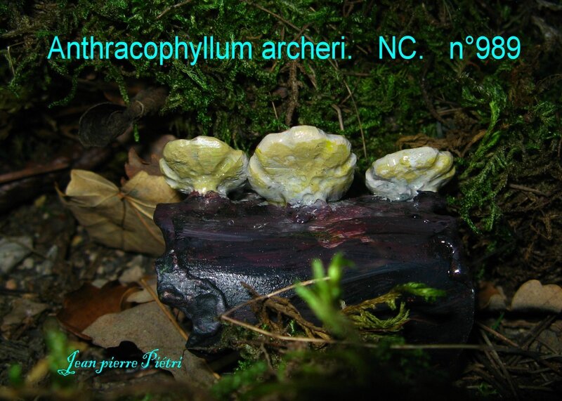 Anthracophyllum archeri