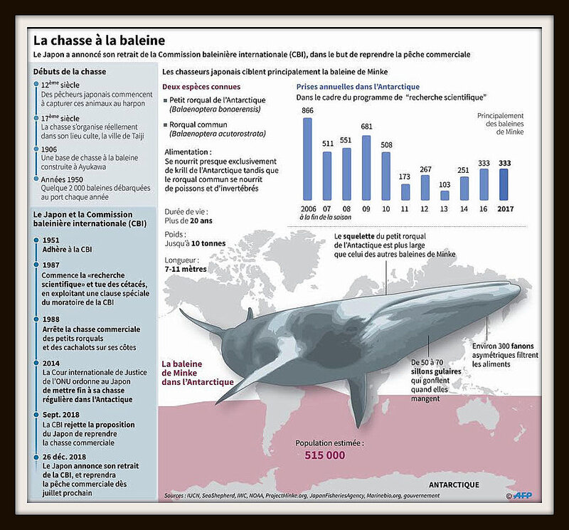 japon baleines