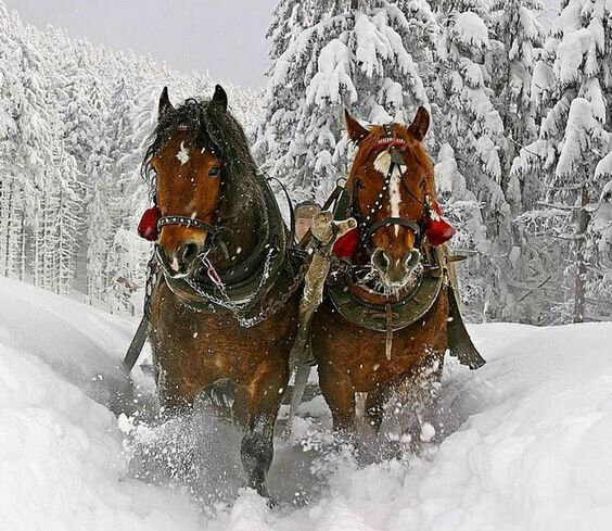 paysage neige chevaux