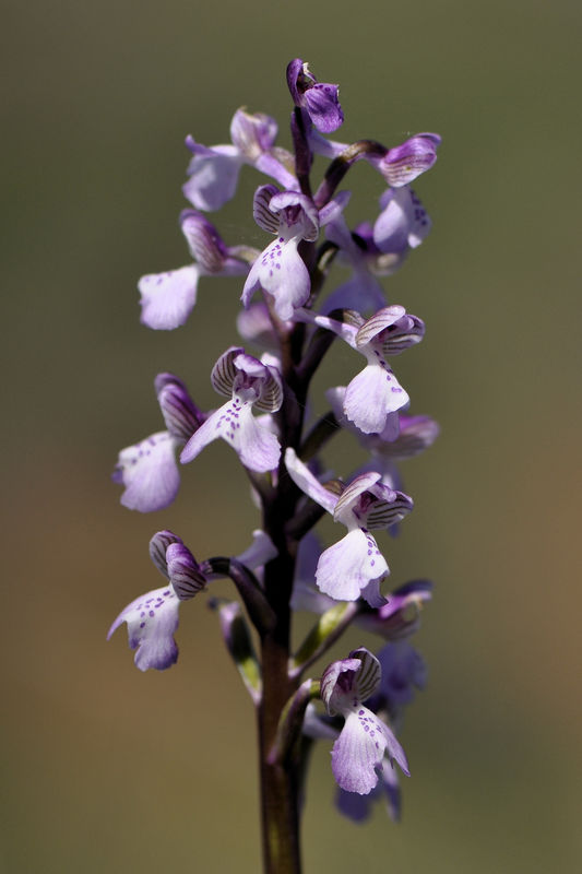 _DSC0213_Anacamptis_picta_2