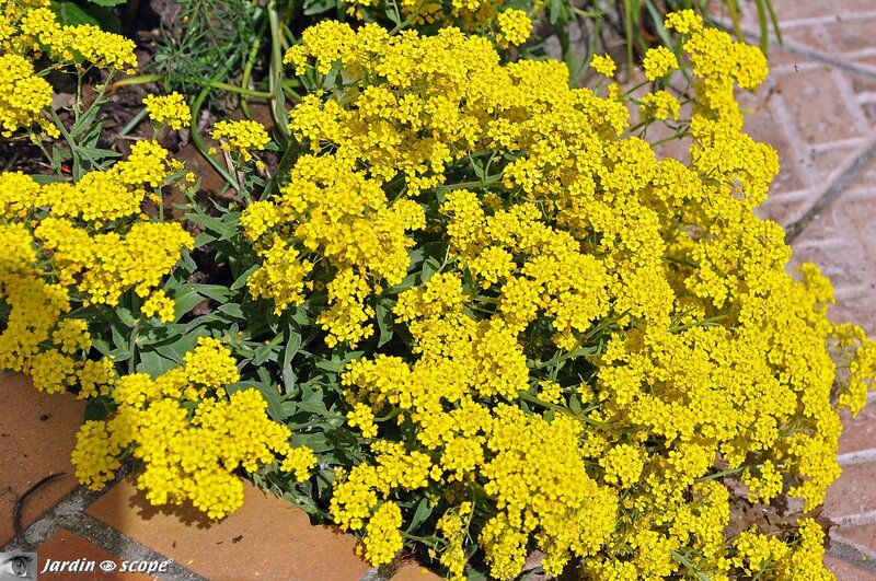 Corbeille d'or • Aurinia saxatile