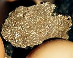 Truffe_de_Bourgogne1