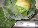Salade_vend_enne_au_chou_blanc_du_jardin_005