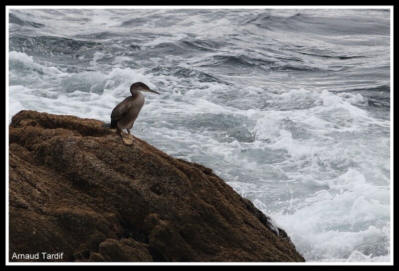 001081 Larmor-Baden - La Côte Sauvage de Quiberon