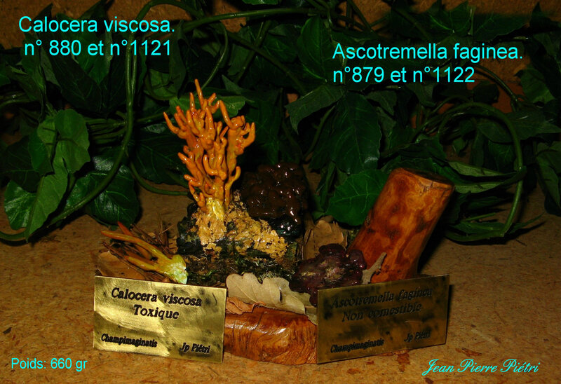 Calocera viscosa et Ascotremella faginea S