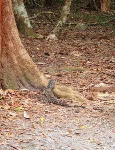 goanna