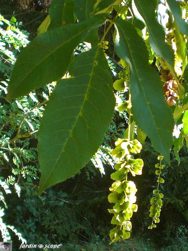 La fructification du Ptérocaryer du Caucase • Pterocarya fraxinifolia