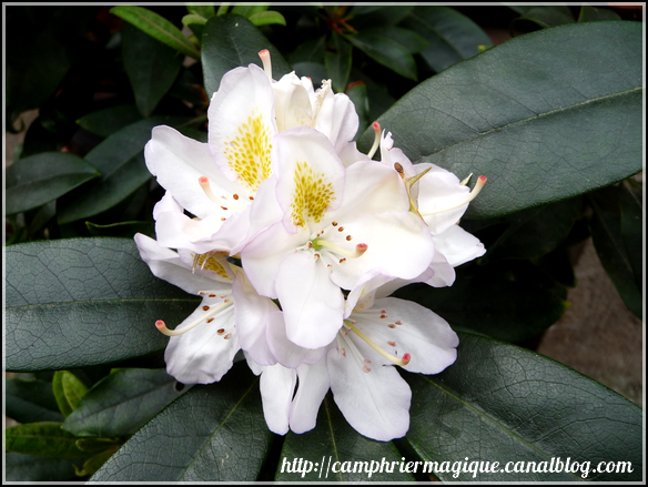fleurs rhododendron