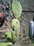 elviscactus
