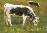 carte postale vaches 10