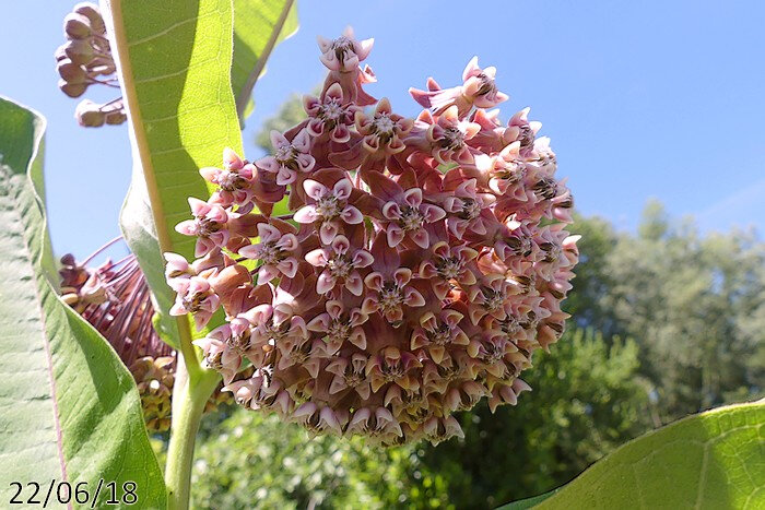 fleurs rosées odorantes nectarifères en ombelle très fournies