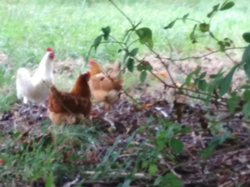 Poules à la campagne