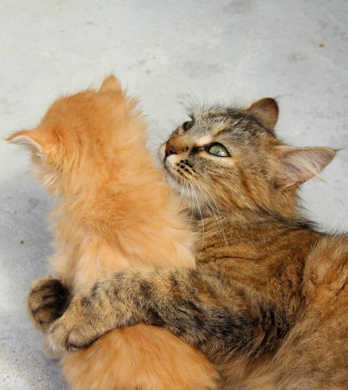 Le chaton roux et sa maman.