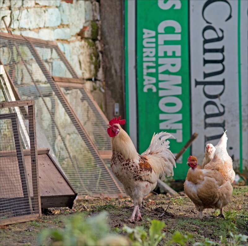 ville poules pancartes Clermont 2 060217