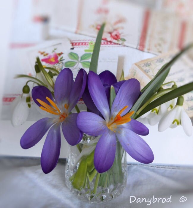 crocus1