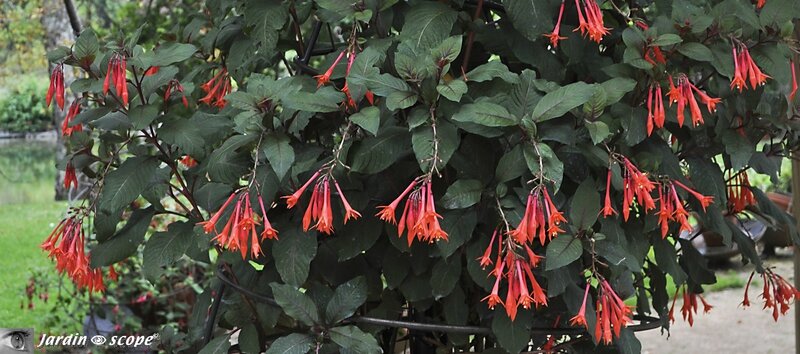 Fuchsia