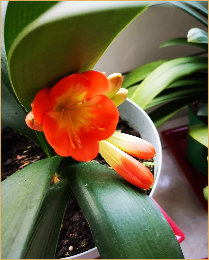 clivia20231