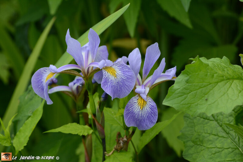 iris laevigata