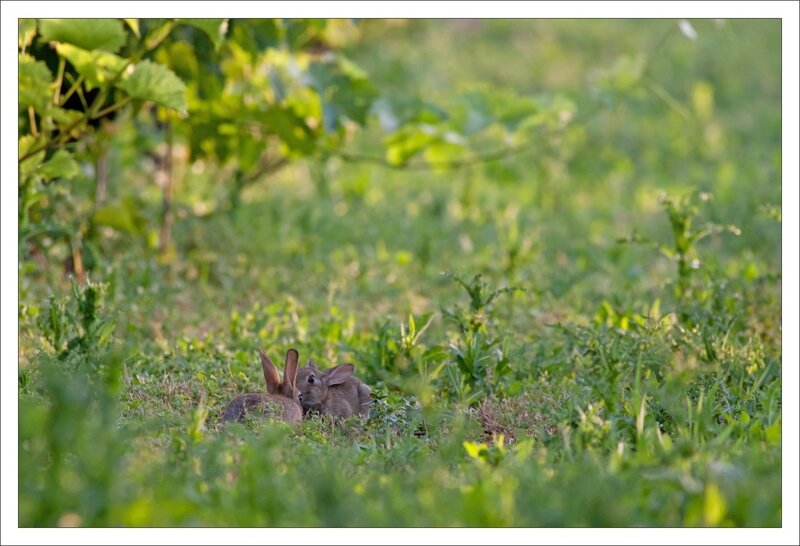 plaine vigne lapins 3 duo kiss 140614