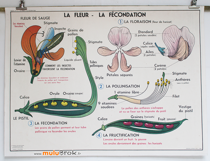 AFFICHE-FLEUR-FECONDATION-1-muluBrok-Vintage