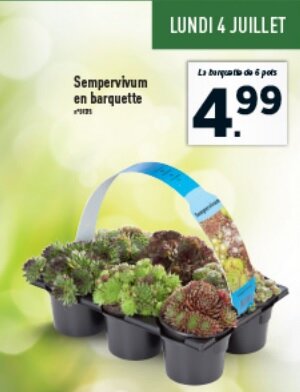 succulentes_lidl