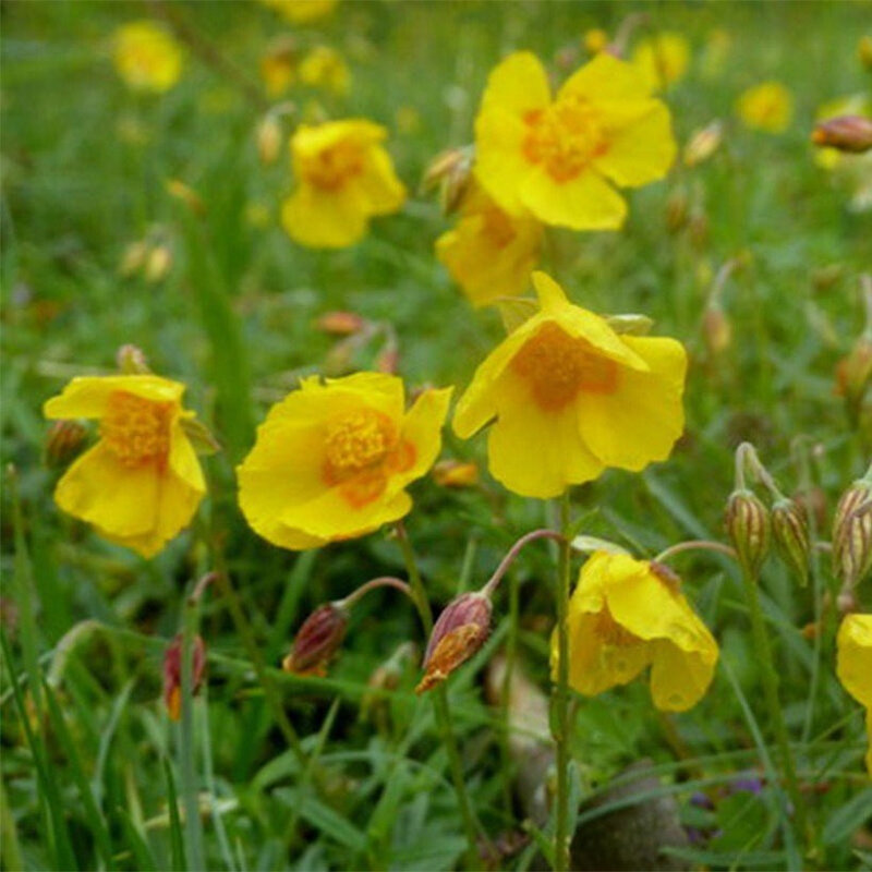 Helianthemum-Ben-Fhada-8301-1