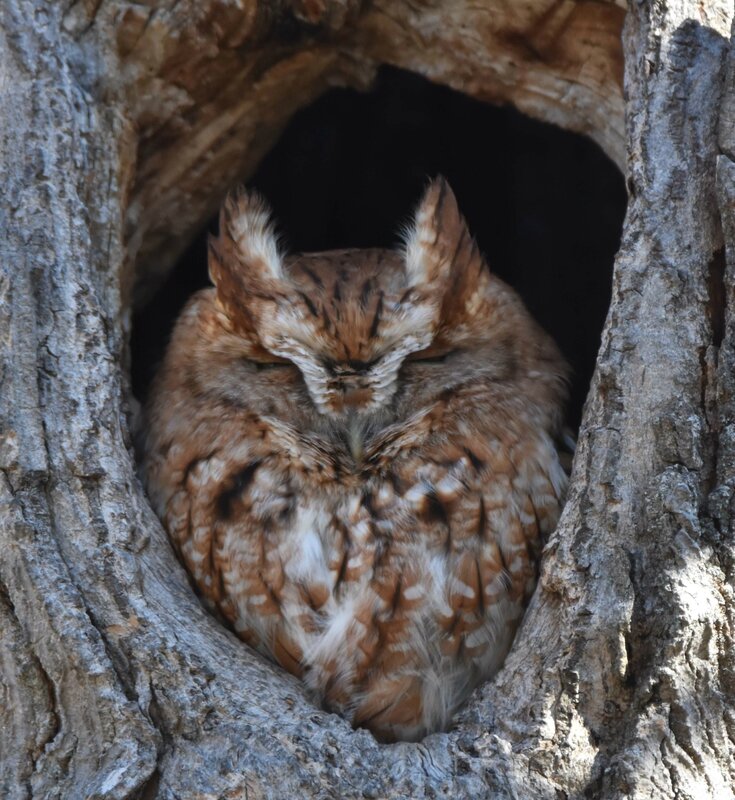 Eastern Screech Owl8