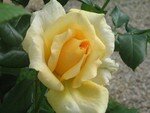 L_gumes_jardin_plantes_fleurs_fruits_du_jardin_004