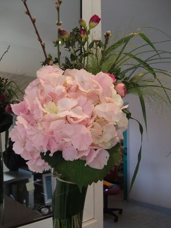 hortensia_rose_hauteur