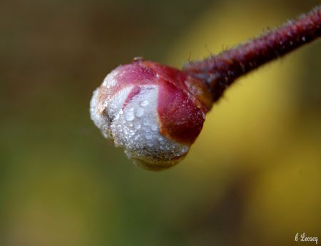 sortie_focus_pevele_couluers_automne_novembre_2010_110