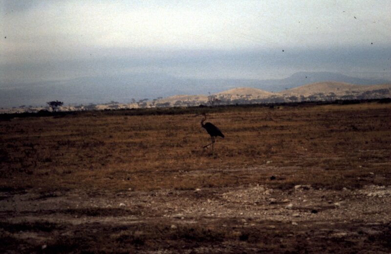 amboseli oiseaux j