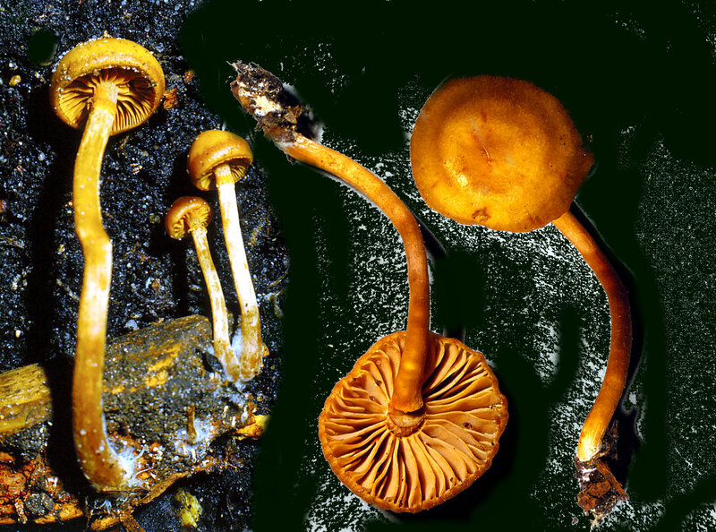 Galerina marginata 1986 87 1004 (mont3)