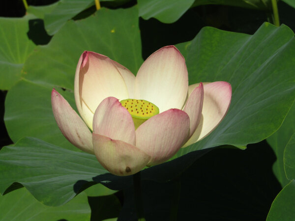 Fleur lotus