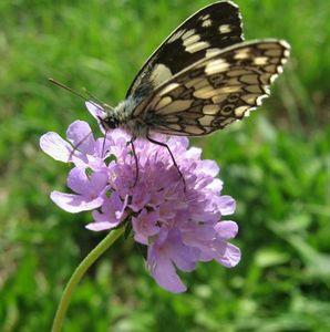 papillon-brun-fleur-violette