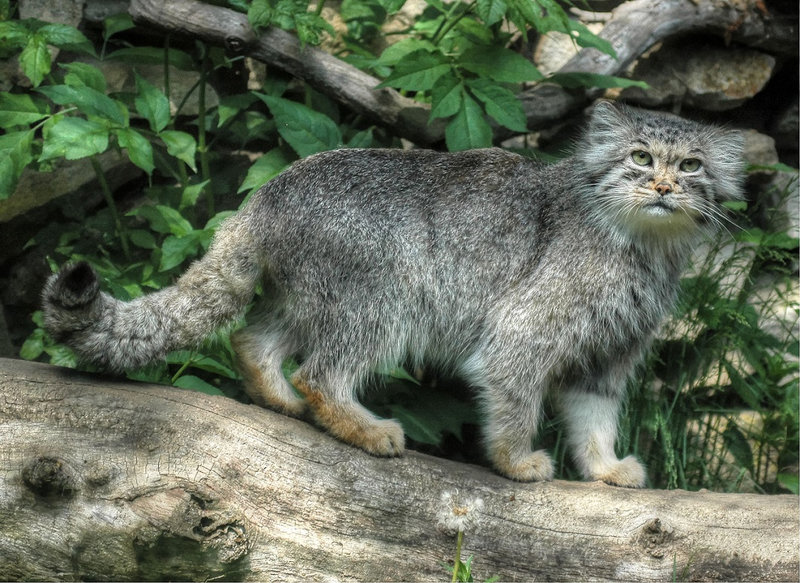 MANUL OU CHAT DE PALLAS