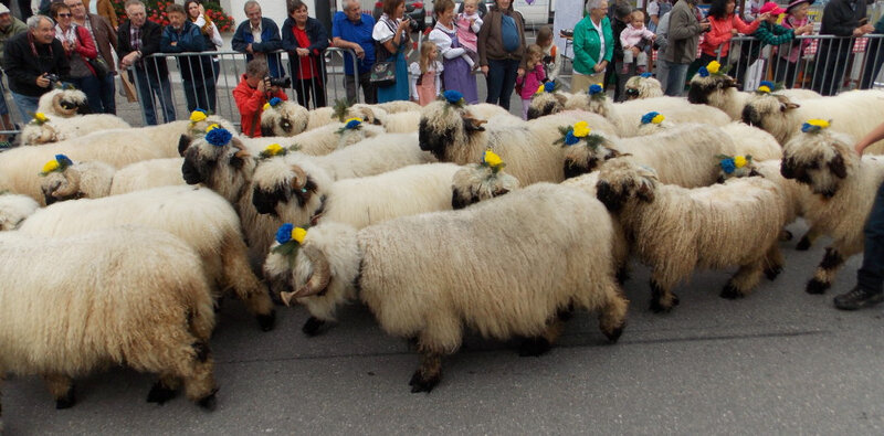 Moutons-de-la-race-des-Nez-Noir-du-Valais1-912x450