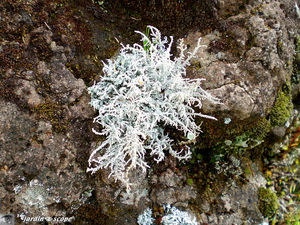 8811_Lichen_a_identifier