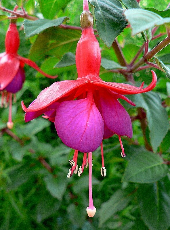 fuchsia