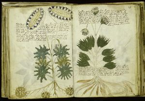 plantes_voynich