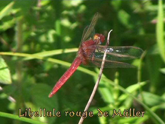 libellule rouge de Müller