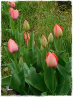 tulipes (4)