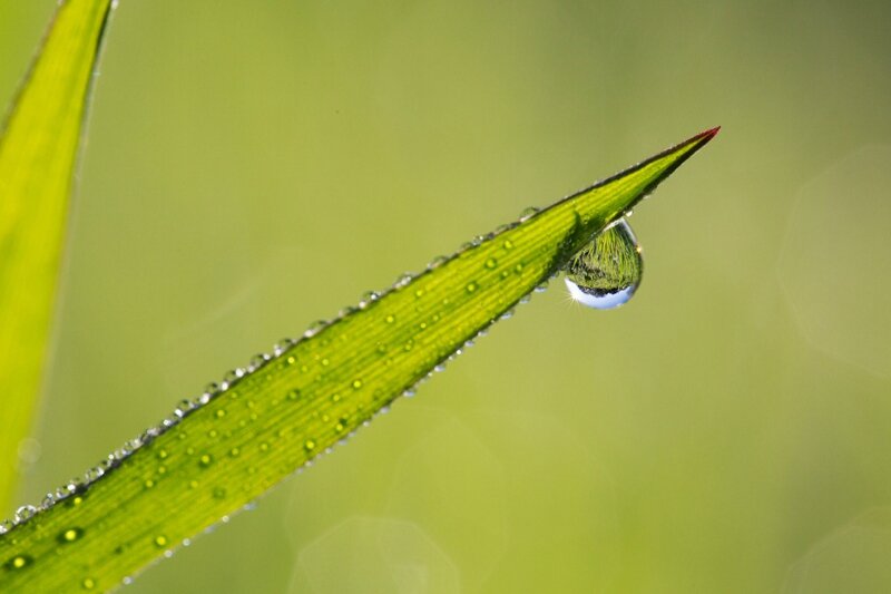 goutte-herbe15-01