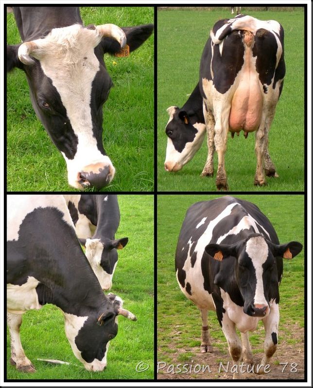 La vache Prim'Holstein (22)