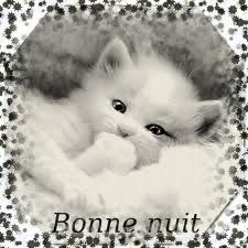 bonne nuit chat blanc