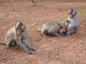 ANGKOR_269