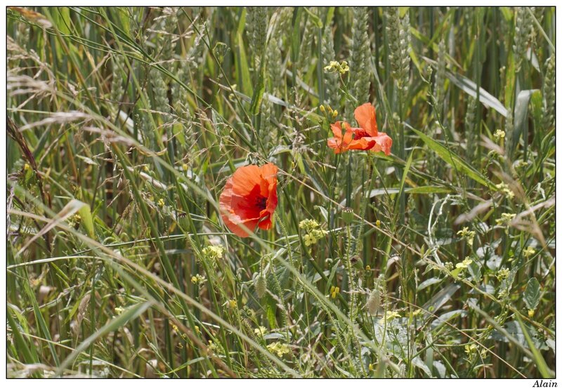 coquelicots