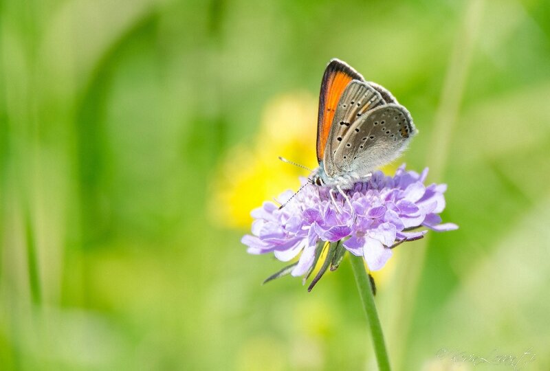 Cuivré écarlate - Lycaena hippothoe (1)