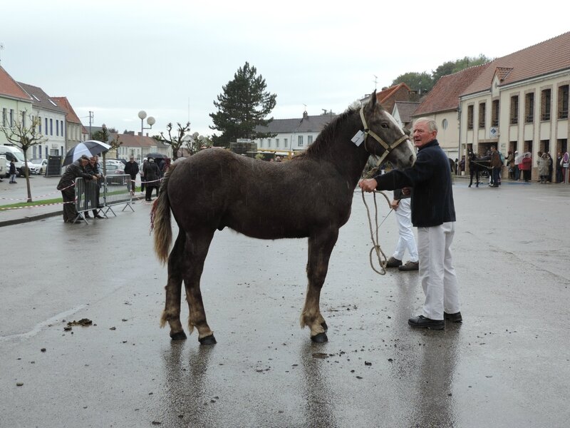 Goliath du Quillet - 16 Octobre 2016 - Concours de Poulains - Hucqueliers (62) - 5e (poulains de l'année (début de saison))