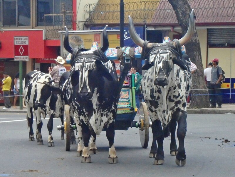 CR 1 San Jose styl 2015 15 procession boeufs